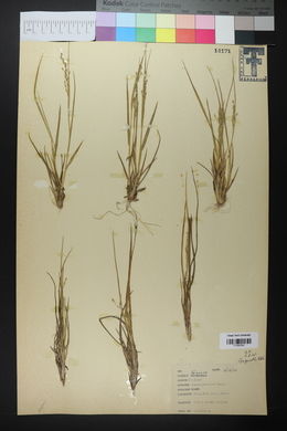 Panicum depauperatum image