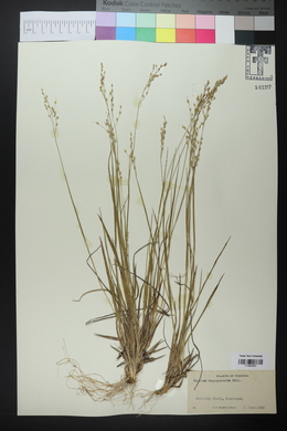 Panicum depauperatum image