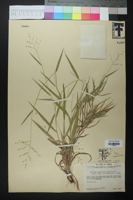 Panicum pedicellatum image