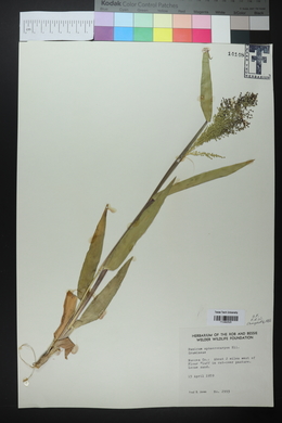 Panicum sphaerocarpon image