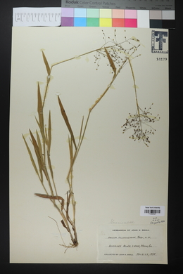 Panicum villosissimum image