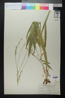 Panicum xanthophysum image