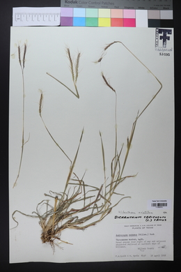 Dichanthium aristatum image