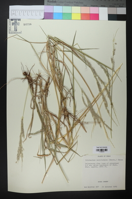 Digitaria californica image