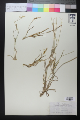 Echinochloa colona image