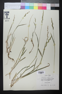 Echinochloa colona image