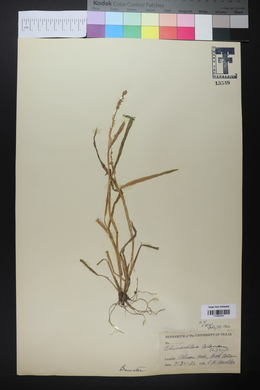 Echinochloa colona image