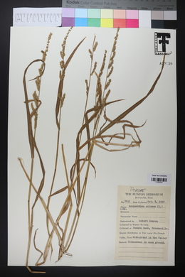 Echinochloa colona image