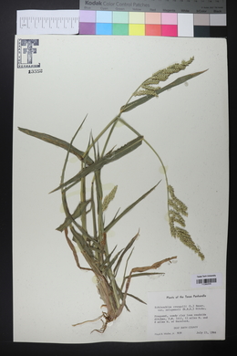 Echinochloa crus-pavonis var. macera image