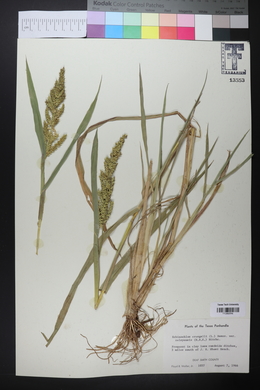 Echinochloa crus-pavonis var. macera image