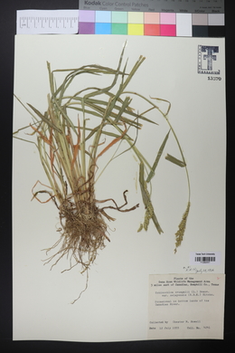 Echinochloa crus-pavonis image