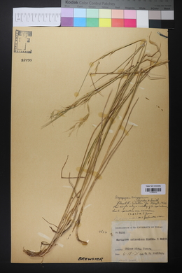 Elymus arizonicus image