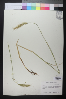 Elymus canadensis var. canadensis image