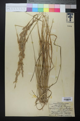 Elymus lanceolatus image