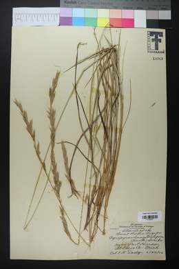 Elymus lanceolatus image