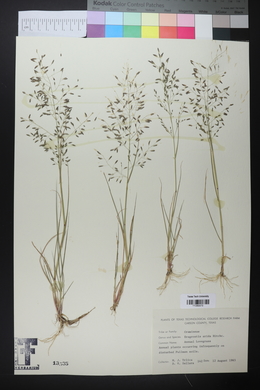 Eragrostis pectinacea var. miserrima image