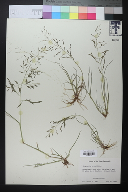 Eragrostis pectinacea var. miserrima image