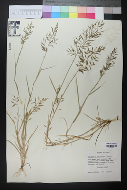 Eragrostis barrelieri image