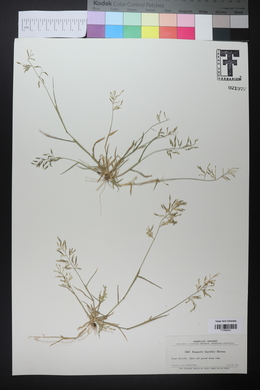 Eragrostis barrelieri image