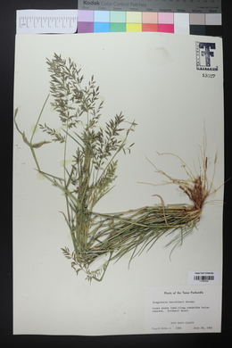 Eragrostis barrelieri image