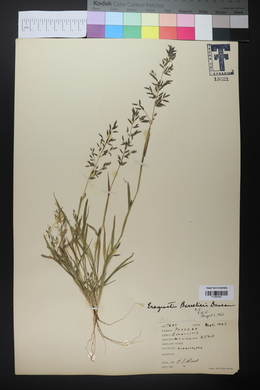 Eragrostis barrelieri image