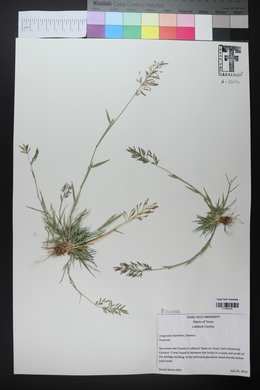 Eragrostis barrelieri image