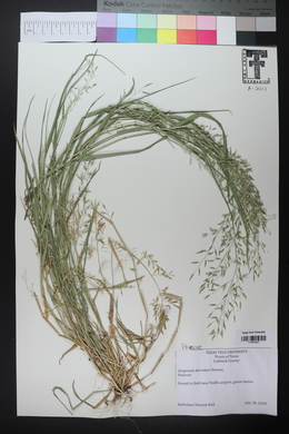 Eragrostis barrelieri image