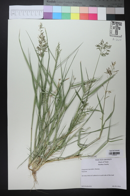 Eragrostis barrelieri image