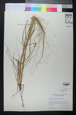 Eragrostis capillaris image