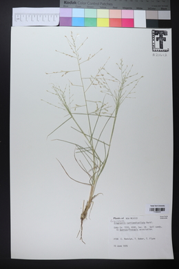 Eragrostis curtipedicellata image