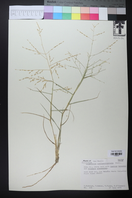 Eragrostis curtipedicellata image