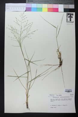 Eragrostis curtipedicellata image