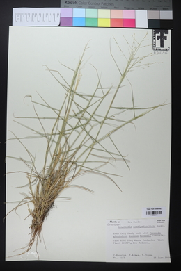 Eragrostis curtipedicellata image