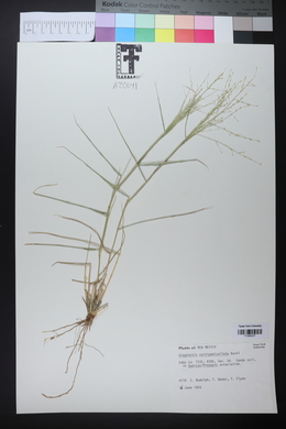 Eragrostis curtipedicellata image