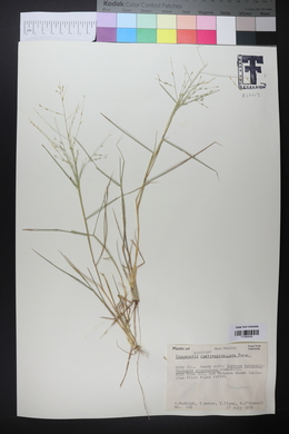 Eragrostis curtipedicellata image