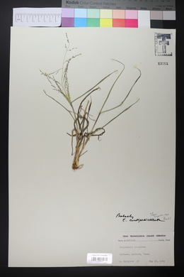 Eragrostis curtipedicellata image