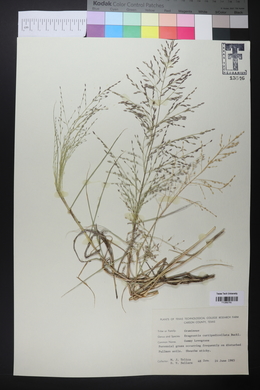 Eragrostis curtipedicellata image