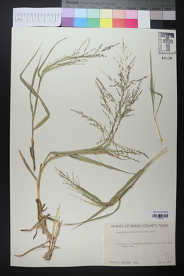 Eragrostis curtipedicellata image