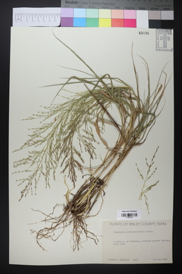 Eragrostis curtipedicellata image