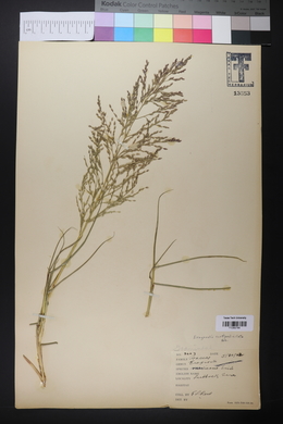 Eragrostis curtipedicellata image