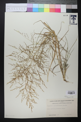 Eragrostis curtipedicellata image