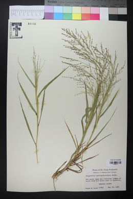 Eragrostis curtipedicellata image