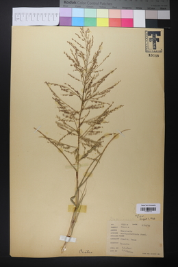 Eragrostis curtipedicellata image