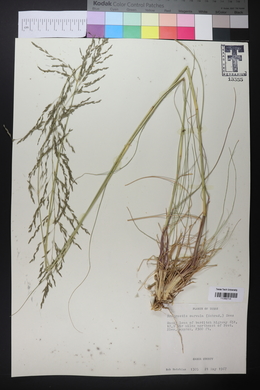 Eragrostis curvula image