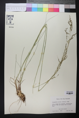 Eragrostis curvula image