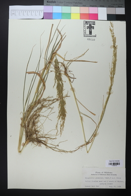 Eragrostis japonica image