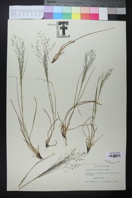 Eragrostis intermedia image