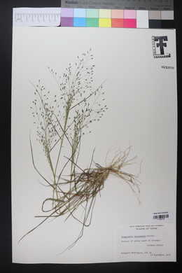 Eragrostis intermedia image