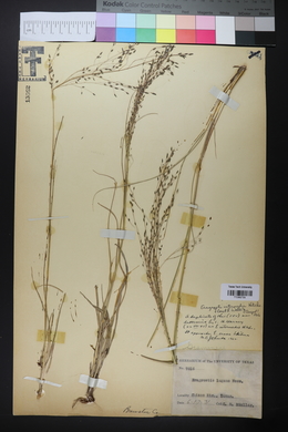 Eragrostis intermedia image