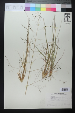 Eragrostis intermedia image